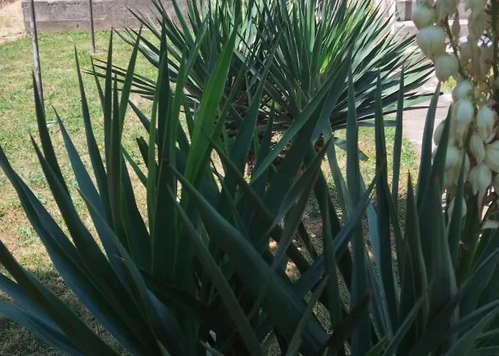 アパート Sobe Paunovic *